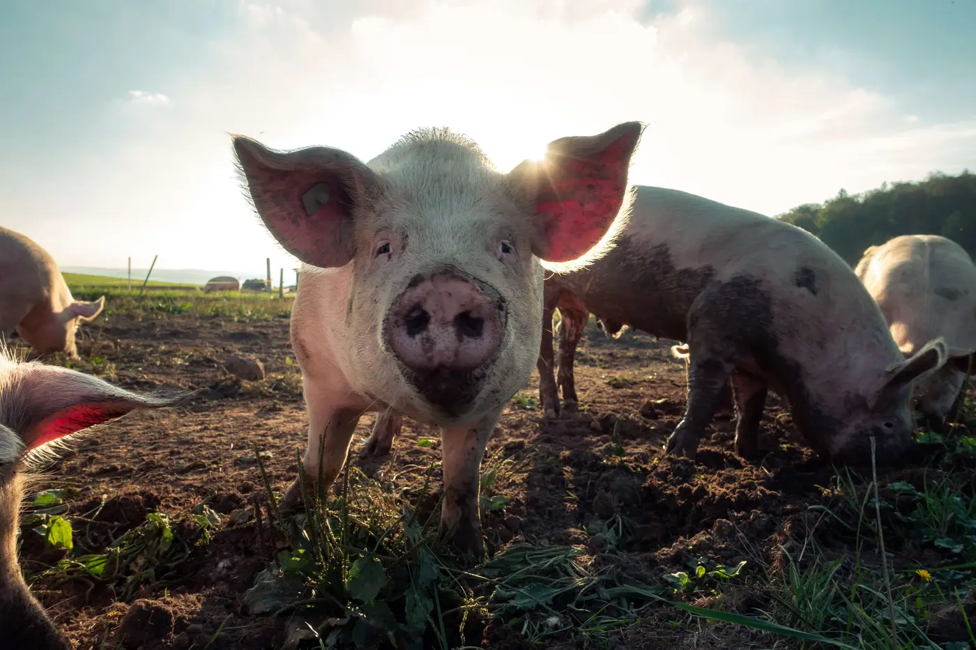 pascal-debrunner-1059218-unsplash Organic Pig Farming